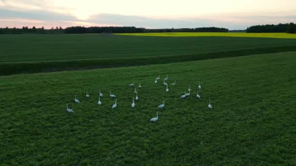 Weißer Schwan Einem Landwirtschaftlichen Feld Artenschutz Biodiversität Des Ökosystems Schwanensee — Stockvideo