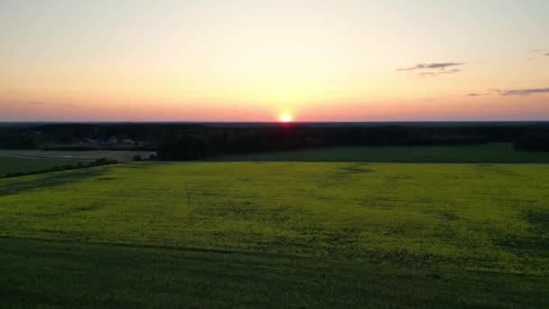 Bloeiend Koolzaadveld Bij Zonsondergang Teelt Van Koolzaad Landbouwgebieden Wind Laat — Stockvideo
