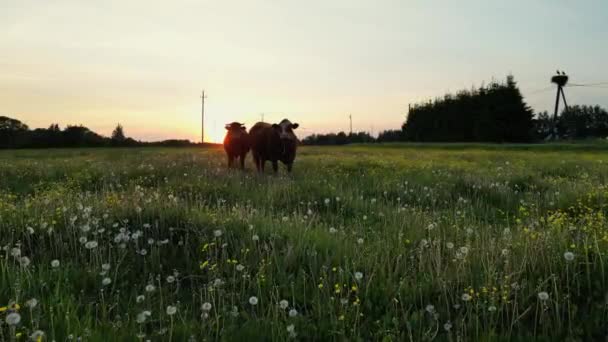 Stud Beef Bulls Cows Grazing Grass Field Beautiful Sunset Colors — Stock Video