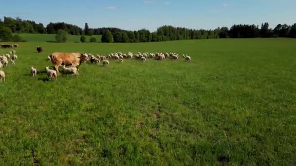 Flock Sheep Grazing Green Meadow Few Cows Flock Sheep Moving — Stock Video