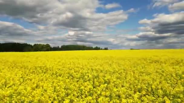 Bloeiende Koolzaad Veld Een Zonnige Dag Teelt Van Koolzaad Landbouwgebieden — Stockvideo