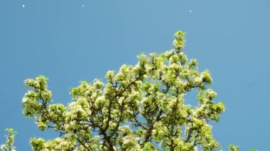 Spring flowers bloom. Cherry Blossom Blossoming Cherry Tree In Full Bloom On Blue Sky Background, Sakura Flower. Japanese Garden in Spring. Flowering of a Fruitful Plant. Fresh Blossoms Petals.