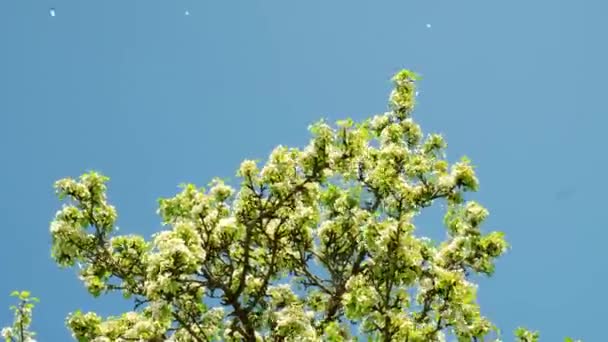 Spring Flowers Bloom Cherry Blossom Blossoming Cherry Tree Full Bloom — Vídeo de Stock