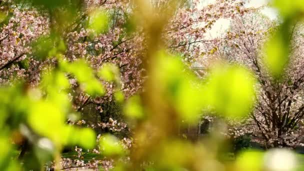 Blossoms Fall Trees Beautiful Blur Orchard Blooming Background Slow Motion — Vídeos de Stock