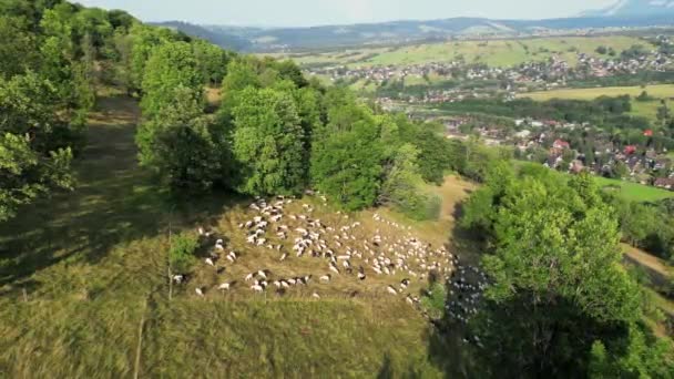 从空中俯瞰乡间山丘上的羊 羊群群集在群山之上 牧羊人领着动物沿着小路放牧 波兰山区牧场上的羊的自由放养群 — 图库视频影像