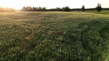 Roe geyiği, capreolus capreolus, ceylan besleniyor ve güzel gün batımıyla sisli çayırlara bakıyor. Doğal ortamdaki vahşi yaşam. Letonya 'da arka planda orman olan yeşil bir alanda geyik. Yüksek