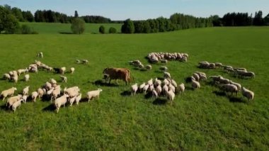 Yeşil çayırlarda gün batımında otlayan koyun sürüsü. Koyun sürüsü otlakta ilerliyordu. Bir inek ortada. Çobanlar otlamak için hayvanlara yol gösterir. Tepelerde koyunlar.