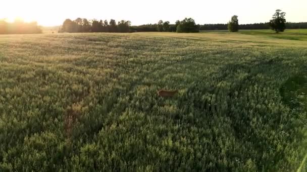 Roe Deer Capreolus Capreolus Doe Feeding Looking Misty Meadow Beautiful — Stock Video