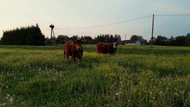 种马的牛群和奶牛在美丽的日落色的田野里吃草 奶牛场绿地上的牛 养牛场在绿地里给牛拍空中照片 吃干草 爱沙尼亚性质 — 图库视频影像