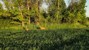 Roe geyiği, capreolus capreolus, ceylan besleniyor ve güzel gün batımıyla sisli çayırlara bakıyor. Doğal ortamdaki vahşi yaşam. Letonya 'da arka planda orman olan yeşil bir alanda geyik. Yüksek