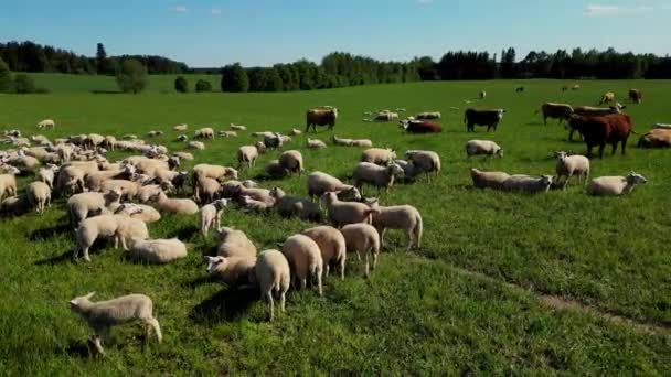 Flock Sheep Grazing Green Meadow Sunset Flock Sheep Cows Together — Stock Video