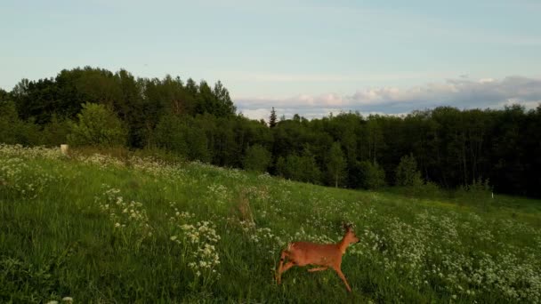Roe Deer Capreolus Capreolus Doe Feeding Looking Misty Meadow Beautiful — Stock Video