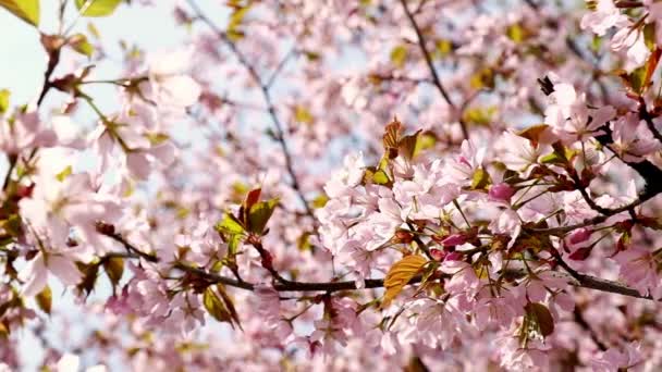 Flowering Cherry Flowers Pink Blue Natural Background Cherry Blossoms Fluttering — Vídeo de Stock