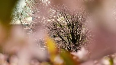 Slow motion of honey bees pollinating pink cherry blossoms in full bloom. Swaying in the wind blue sky japan. Spring cherry blossoms in full bloom. Beautiful nature scene blooming Apricot blossoming