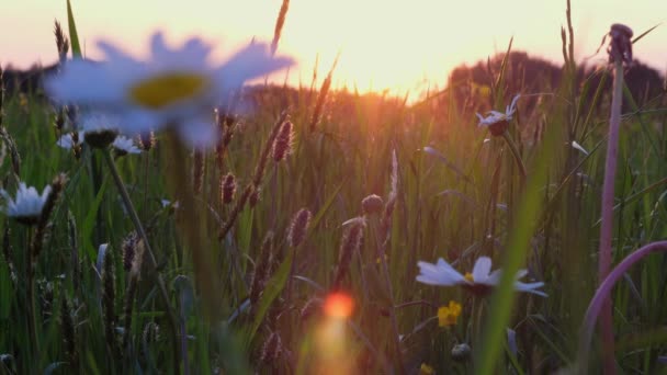 Bílé Sedmikrásky Loukách Bílé Sedmikrásky Květinové Louky Světle Západu Slunce — Stock video