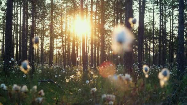 专注于蓬松的白花 日出和薄雾在背景上移动 棉田日出日落 在夕阳西下 白色的夏季花田草地 生物学 — 图库视频影像