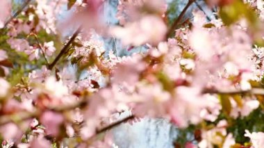 Pink cherry blooming against bright sunrise sky. Cherry branch with flowers in spring bloom. Landscape of the cherry blossom. Golden sunbeams falling on beautiful sakura flowers against blue sky.