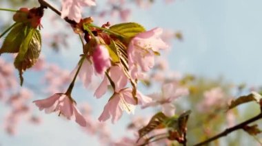 Flowering Cherry flowers on pink and blue natural background. Cherry blossoms are fluttering in the soft breeze and sunset color. Cherry blossom concept. Opening Spring Sakura flowers on Cherry tree.