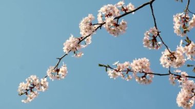 Blossoms fall from trees against beautiful blur orchard blooming background slow motion. Spring view of opening Sakura flowers on branches Cherry tree. Falling cherry blossoms on sunny spring. Japan.