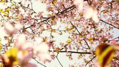 Peach tree blooming with sunrays, Shimmering rays of the sunset in the background. Spring cherry blossoms in full bloom, abstract video of cherry blossoms in the sun. Sakura Japan in spring time.