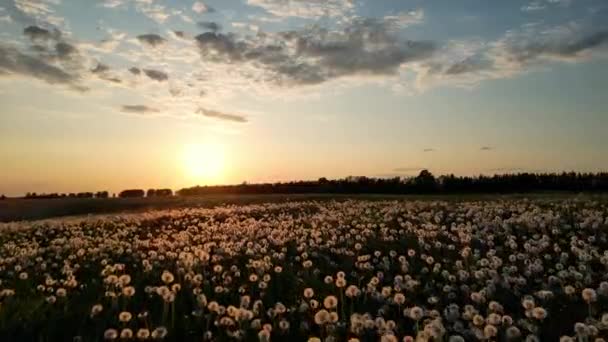 ふわふわの種子は農作物畑の上を飛んでいる 熟したタンポポの大規模な森林グレード 美しい花と春の自然の構成 夏の夕方にタンポポポの空中 エストニアの自然 — ストック動画