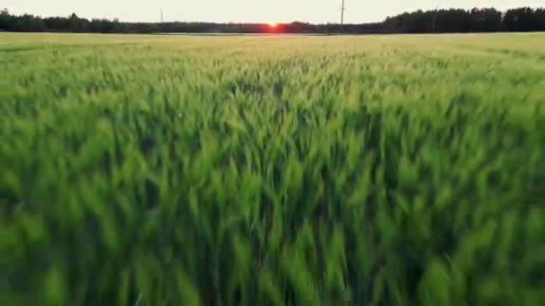 韩国稻田在收获季节和日落 绿色农田在日出 日落时的麦田空中录像 无人机飞过收获的庄稼神奇的日出 高质量4K — 图库视频影像