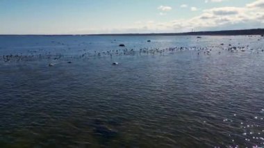 Büyük pelikan sürüsünün üzerinde uçan kuş sürüsü mavi denizin üzerinde güneş ışığıyla uçuyor. Okyanus dalgaları üzerinde vahşi deniz kuşlarının, pelikanların ve martıların arkasında uçmak. Martı kuşu denizle ağır çekimde uçuyor..