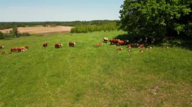 Damızlık sığır eti ve inekler güzel günbatımı renklerine sahip bir tarlada otluyorlar. Süt çiftliği. Yeşil tarlada sığırlar. İnek çiftliği. Yeşil tarladaki sığırların hava fotoğrafları. Saman yiyorum. Letonya doğası.