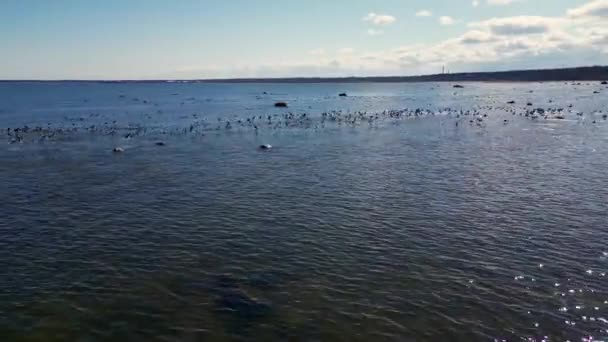 Vlucht Boven Epische Grote Zwerm Pelikanen Die Blauwe Zee Vliegen — Stockvideo
