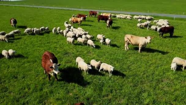 日没した緑の牧草地で羊の群れ 羊と牛の群れが一緒に草原の牧草地で前進する 見てた 羊飼いは動物たちを牧草地へと導いている 丘の上に座る — ストック動画