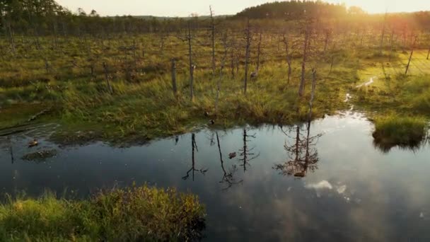 Bela Vista Através Pântanos Durante Nascer Sol Manhã Verão Cedo — Vídeo de Stock