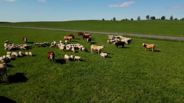 Удивительные Молочные Коровы Овцы Прекрасном Лугу Разноцветные Коровы Лучах Солнца — стоковое видео