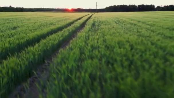 Luftaufnahme Eines Endlosen Grünen Landwirtschaftlichen Feldes Bei Sonnenaufgang Drohnen Fliegen — Stockvideo
