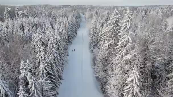 雪は曇った冬の日に木や雪の森を覆いました 白い雪を覆うエバーグリーンスプルースの森 人々は道路をハイキングします 北欧のエストニアのフェアテールの冬の森 — ストック動画