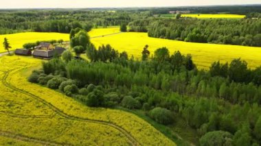  Idyllic İskandinavya kırsal çiftlik sahnesi. Ortasında çiftlik olan sarı tecavüz tohumu tarlası. Sisli yaz gününde yonca tarlaları. Tarım ve Estonya 'da yaşam. Çiçek açan sarı kolza tohumu hasadı
