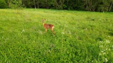 Roe geyiği, capreolus capreolus, yazın Sunset 'te tarladaki Misty Meadow' a bakar. Estonya 'nın çayırlarında beslenen vahşi bir Roe Geyiği. - Evet. Yüksek kalite 4k görüntü