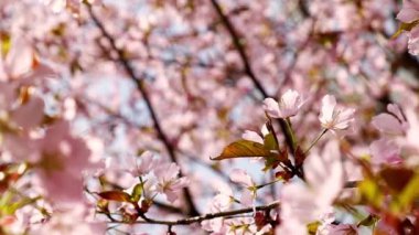 Peach tree blooming with sunrays, Shimmering rays of the sunset in the background. Spring cherry blossoms in full bloom, abstract video of cherry blossoms in the sun. Sakura Japan in spring time.