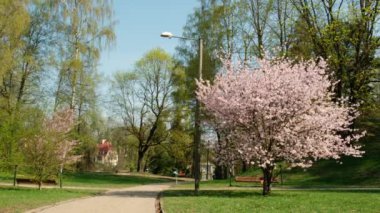 Flowering Cherry flowers on pink and blue natural background. Cherry blossoms are fluttering in the soft breeze and sunset color. Cherry blossom concept. Opening Spring Sakura flowers on Cherry tree. 