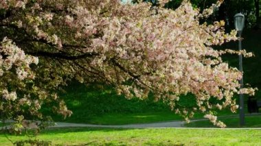 Blossoms fall from trees against beautiful blur orchard blooming background slow motion. Spring view of opening Sakura flowers on branches Cherry tree. Falling cherry blossoms on sunny spring. Japan. 