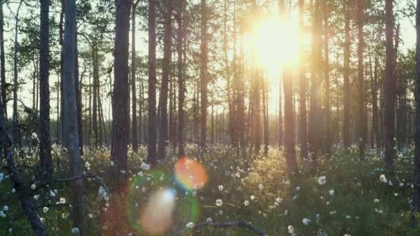 春に囲まれた森で豪華な日の出 サンビームズは森を照らし フェアリーランドは朝の散歩をします 太陽は魔法の輝く森で緑を描いています エストニアボグ 高品質4Kについて — ストック動画