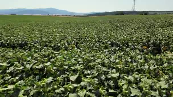 Szenische Luftaufnahme Ein Riesiges Grünes Landwirtschaftliches Feld Einem Bewölkten Frühlingstag — Stockvideo