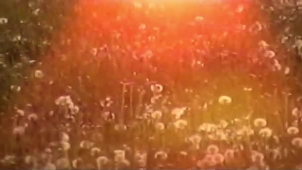 Kézi Vhs Vintage Film Vhs Nyári Naplemente Emlékek Rezgések Napfény — Stock videók