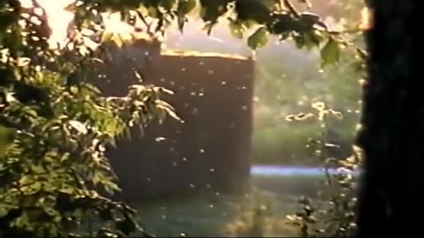 Película Mano Vhs Vintage Recuerdos Verano Vhs Película Analógica 1980S — Vídeo de stock