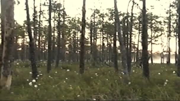 ハンドヘルドVhsヴィンテージフィルム Vhs Cサンシャインは 鳥の木を通って来て 日の出色8Mmアナログフィルム 1980年代 ホームビデオ アーチバ レトロ映像 ヴィンテージVhs — ストック動画
