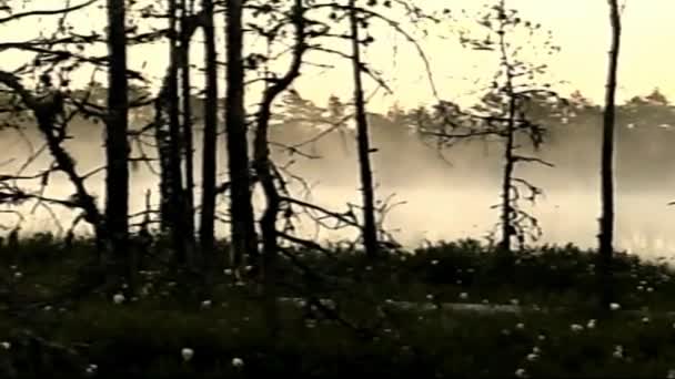 レトロVhs映像 ヴィンテージVhs Cベトカムからスキャン レトロカメラ 8Mm オールドフィルム メモリー レトロVhsテープエフェクトホームビデオコンセプト 夏の日の出の朝の思い出 湖の上に霧 — ストック動画