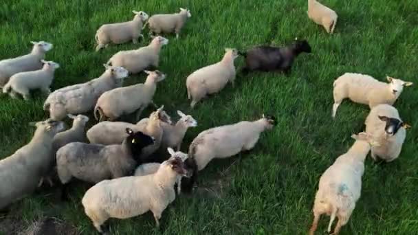 목초지에서 양떼의 드론보기 목초지에 무리를 방목의 고품질 — 비디오