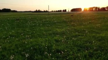 Roe geyiği, capreolus capreolus, yazın Sunset 'te tarladaki Misty Meadow' a bakar. Estonya 'nın çayırlarında beslenen vahşi bir Roe Geyiği. Yüksek kalite 4k görüntü