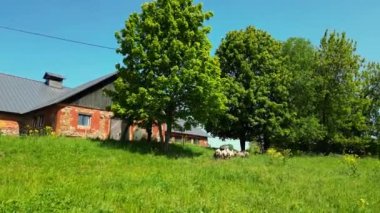 Hasat zamanı çiftlik, olgun mısır tarlaları, otlayan koyunlar ve kaçan sürüler. Yaz zamanı, yeşil tarım. Kırsal alan, çiftlik. Mavi gökyüzü güneşli. Eski Amerikan Çiftliği, Kırsal.