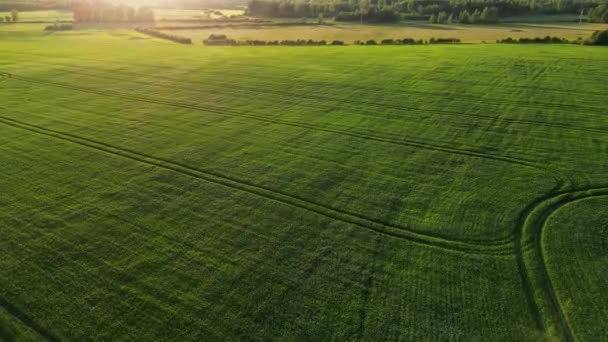 Vista Aérea Del Campo Agrícola Verde Sin Fin Sunrise Drone — Vídeos de Stock