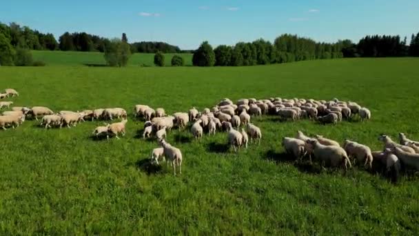 Légi Kilátás Juhok Hegyekben Vidéken Juhnyájat Terelnek Hegyeken Pásztorok Állatokat — Stock videók